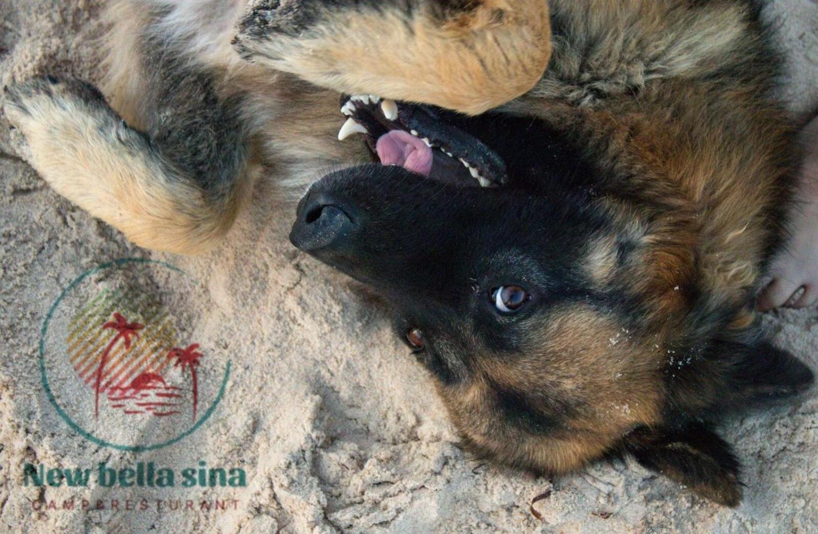 فندق New Bella Sina Camp نويبع المظهر الخارجي الصورة